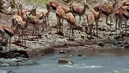 The Crocodile Take No Prisoners