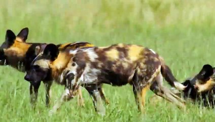 The Hippo Tried to Save the Antelope From Wild Dogs but Instead Gave them Free Prey
