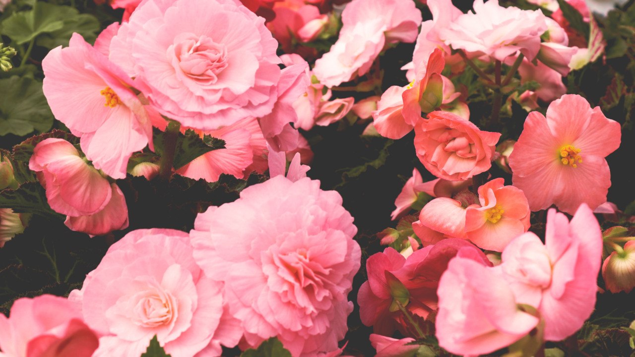 Barbiecore Gardening Is Here, and It’s Fabulous
