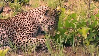 This Leopard Managed To Crack The Turtle's Shell To Devour It