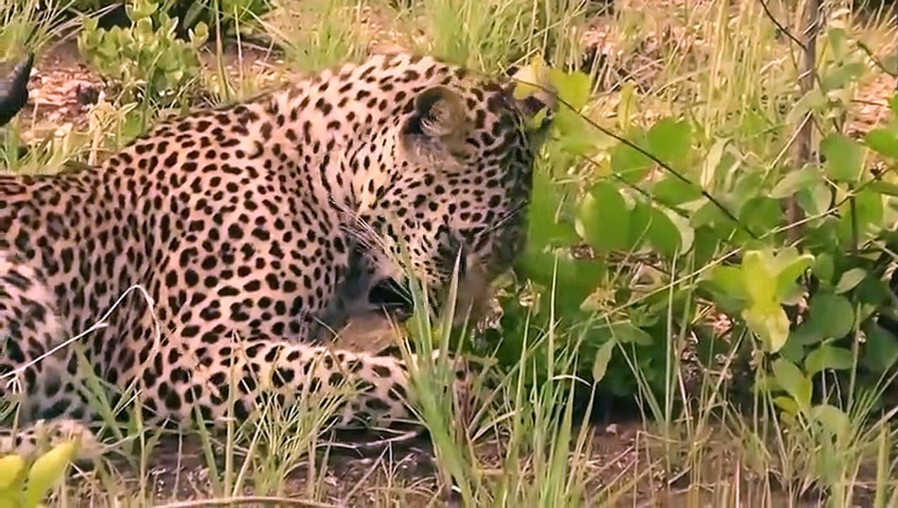 This Leopard Managed To Crack The Turtle's Shell To Devour It