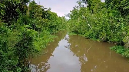 Vicious Eagle Pounces On a Rabbit To Tear its Flesh