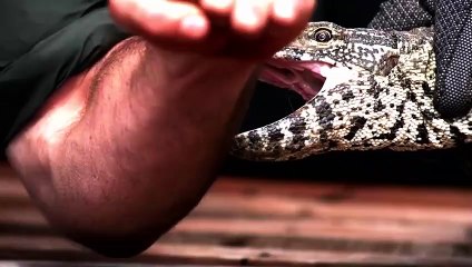 When Animals Revenge On Humans