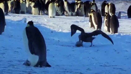 When a Mother Sacrifices Her Life To Protect Her Baby