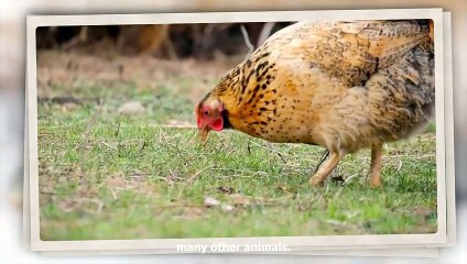 When Chicken Teaches The Eagle a Lesson He'll Never Forget