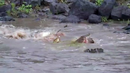 When CROCODILE Gets Punished For His Weakness !!