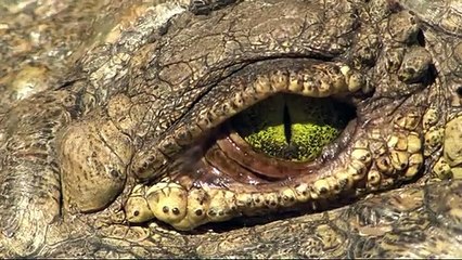 When Lions Accidentally Help a Crocodile Hunt a Baby Hippo