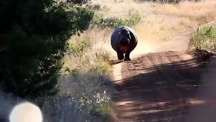 When Lions Work Together Against a Hippo !!