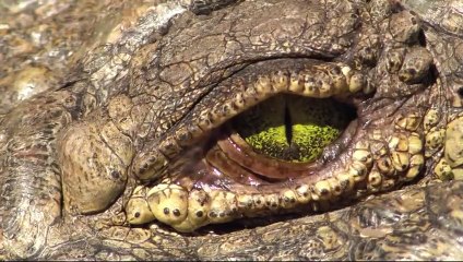 When Lions Accidentally Help a Crocodile Hunt a Baby Hippo