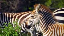 When Mother Zebra Cacrifices Her Life To Save Her Foal
