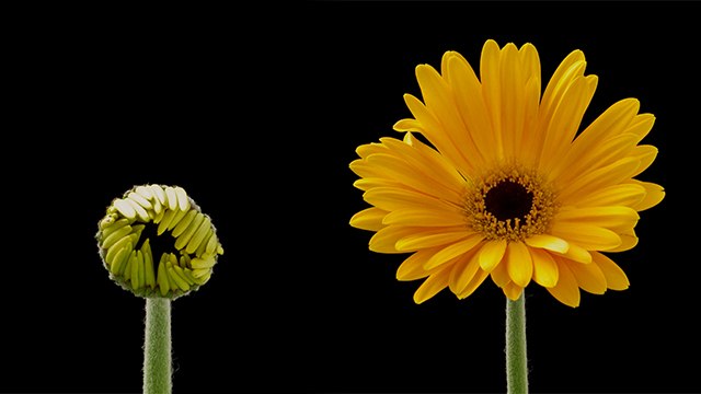 Plant Growing Time Lapse । Plant Growing UnderGround Time Lapse । Growing Plant Time Lapse ।