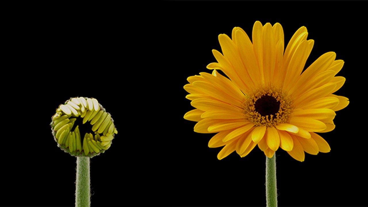 Plant Growing Time Lapse । Plant Growing UnderGround Time Lapse । Growing Plant Time Lapse ।