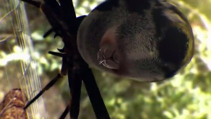 Crazy Monsters Spiders ️ FULL EPISODE   Smithsonian Channel