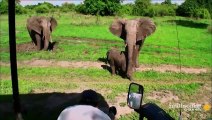 Curious Baby Elephant Proves Fascinating Discovery