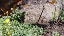 Close Call Worm Lizard Escapes a Snake  Wild Castles Alhambra   Smithsonian Channel
