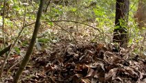Fascinating This King Cobra Creates an Elaborate Nest  Into The Wild India   Smithsonian Channel
