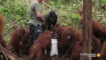 How Young Orangutans Are Taught to Fear Snakes  Orangutan Jungle School   Smithsonian Channel