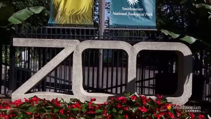 Titanoboa Monster Snake - Titanoboa at the Zoo