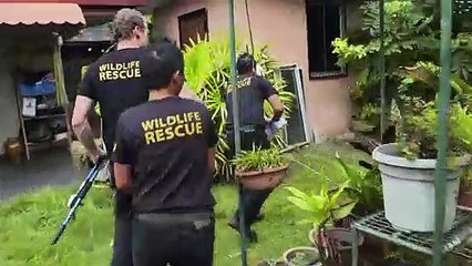 Urgent Rescue Team Tries to Contain 19-Foot Python  Borneo Wildlife Rescue   Smithsonian Channel