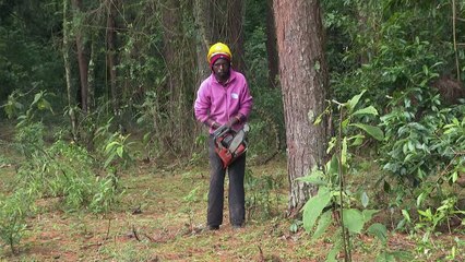 Relief and despair: repeal of logging ban divides Kenya
