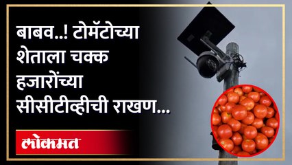 टोमॅटो चोरीला जाऊ नये म्हणून शेतकऱ्याची भन्नाट कल्पना..दीड एकरांत २२ हजार खर्चून बसवले सीसीटीव्ही..