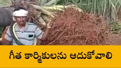 జనగామ: తాటి చెట్లు కూల్చిన వారిపై కేసు నమోదు చేయాలి