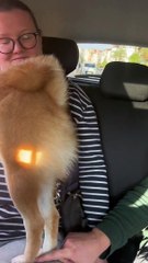 Cute Dog Is Enjoying The Beauty!!!!!!!