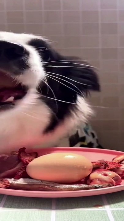Dog Eats What People Dont