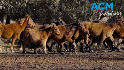 NSW government to consider aerial shooting Kosciuszko feral horse population