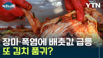 한 달 새 2배 된 배춧값...지난해 '김치 품귀' 악몽 재현되나? [Y녹취록] / YTN