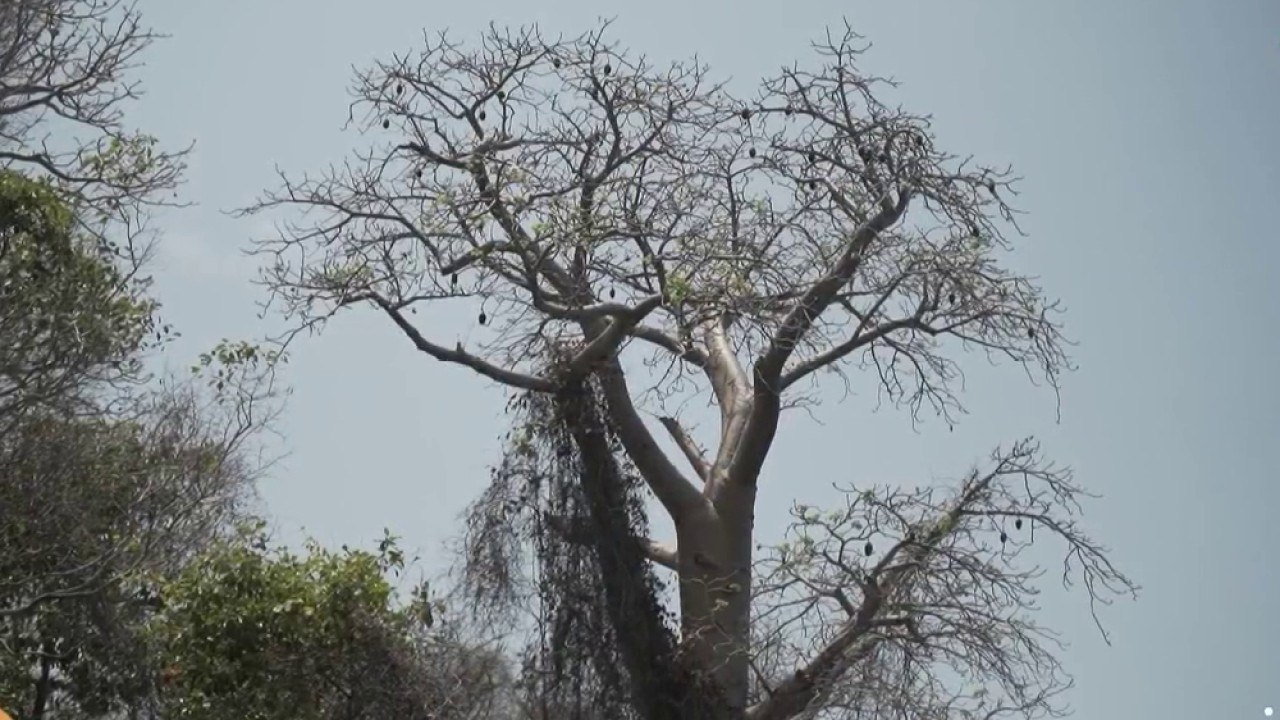 Fenêtre sur l'Outre-mer - Mayotte : au pied des baobabs