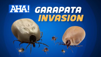 Dingding ng isang bahay sa Marinduque, pinamumugaran ng mga garapata?! | AHA!