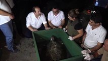 60 Yaşındaki Deniz Kaplumbağaları Tedavi Sonrası Tekrar Denizle Buluştu
