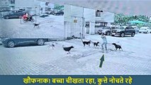 Dog Attack CCTV: गाजियाबाद की सोसाइटी में मासूम को कुत्तों के झुंड ने नोचा, डिलीवरी बॉय ने बचाई जान