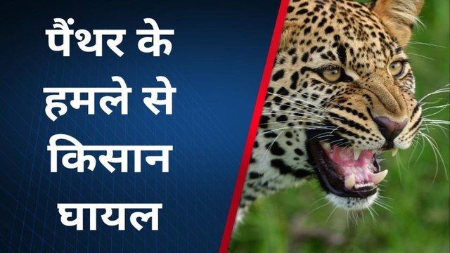 राजसमंद: आधी रात छत से घर में घुसा पैंथर, बकरी का काटा कान, किसान पर किया हमला, सुने जुबानी