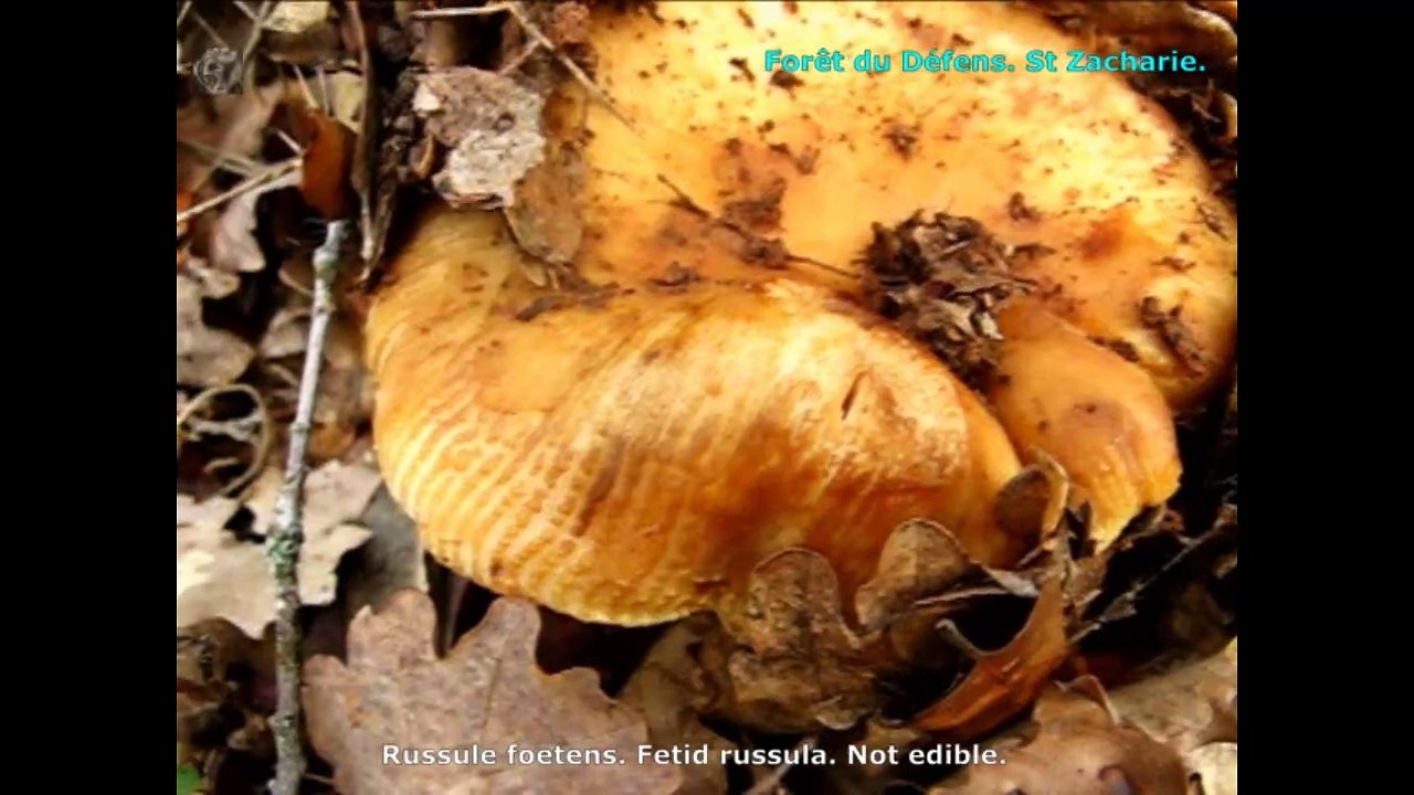 Russula foetens. Champimaginatis. English Text