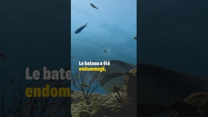 Des requins ATTAQUENT une équipe de tournage !  #Shorts