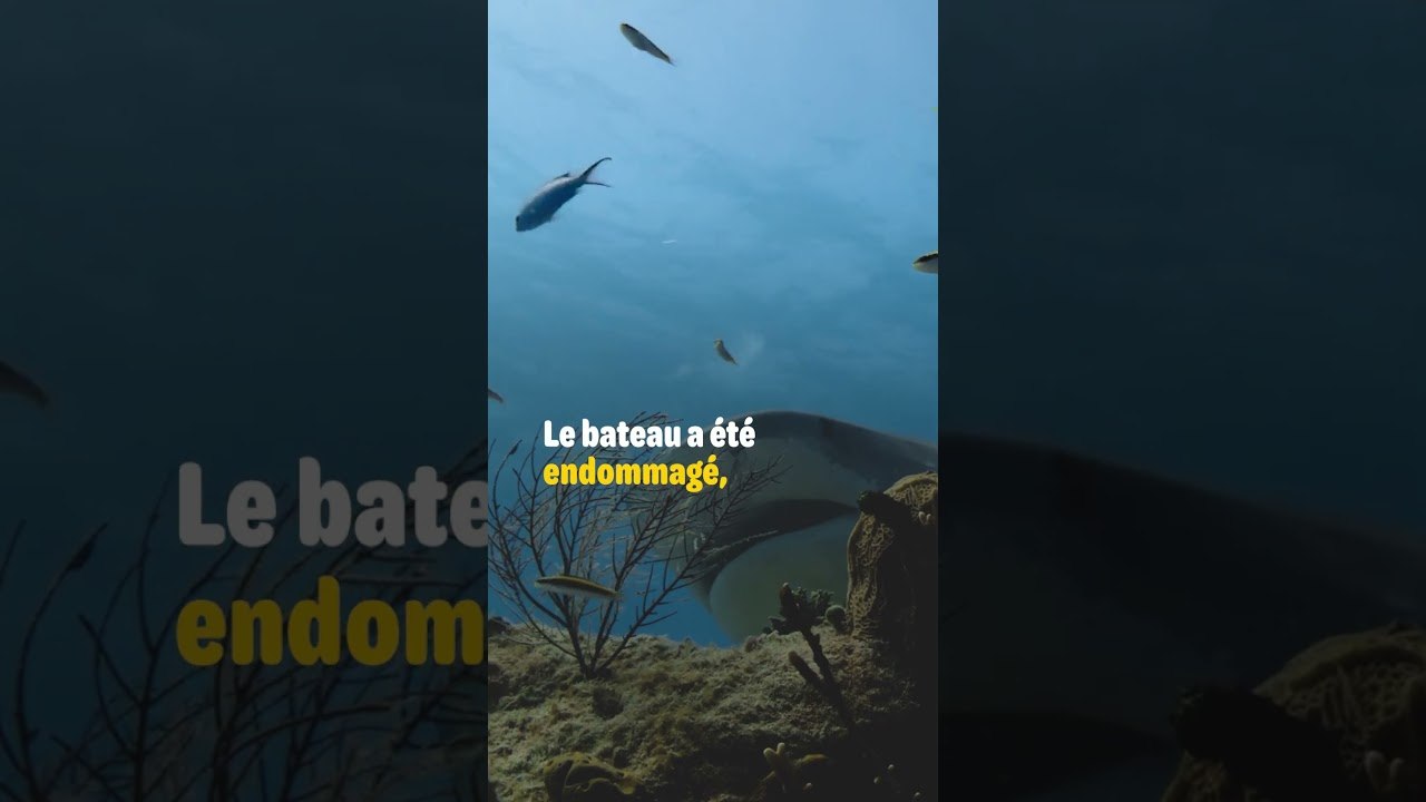 Des requins ATTAQUENT une équipe de tournage !  #Shorts
