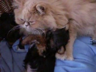 Une chatte qui fait la toilette a un chiot