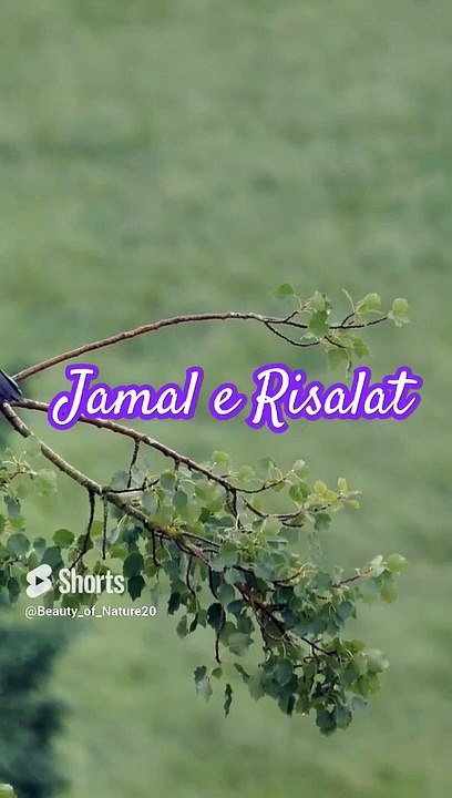 #Beautiful Naat#Beautiful Nature#Beautiful World#Shorts#Shorts with lyrics#Youtube# (4)