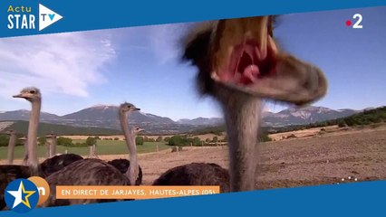 Télématin : un journaliste attaqué en direct par une autruche