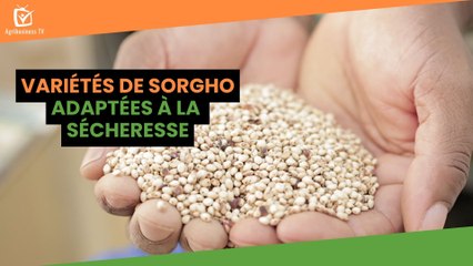 Burkina Faso : Variétés de sorgho adaptées à la sécheresse