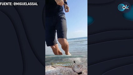 El truco viral que nadie sabía para aliviar el dolor de una picadura del pez araña