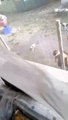 Pavia, volontaria di un canile-rifugio picchia un cane: le immagini fanno il giro del web
