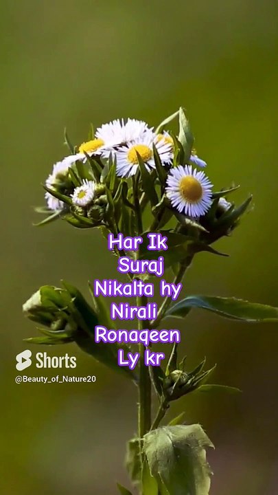 #Beautiful Nazam#Beautiful Nature#Beautiful World#Shorts#Shorts with lyrics#