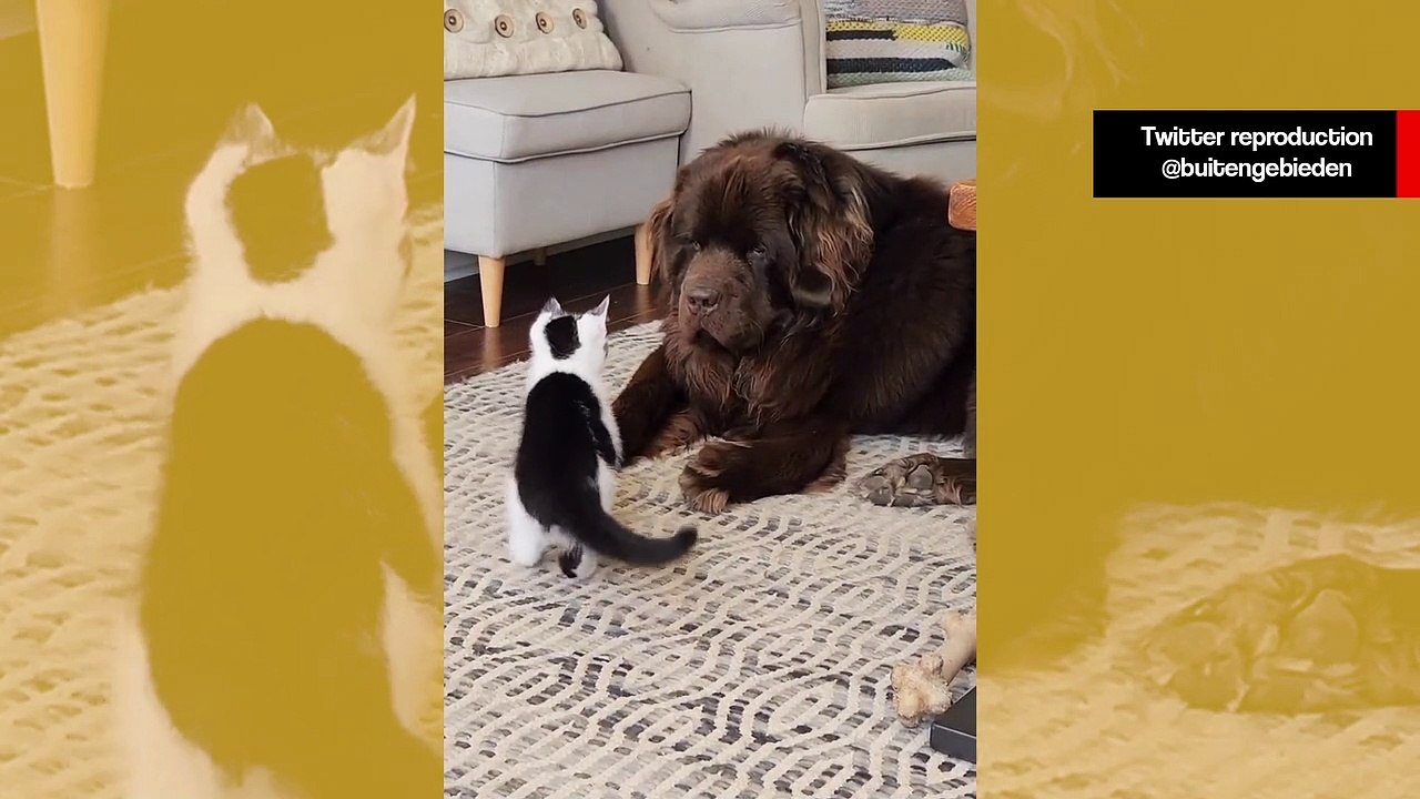 Gatinho faz de tudo para irritar cão gigante com paciência de monge