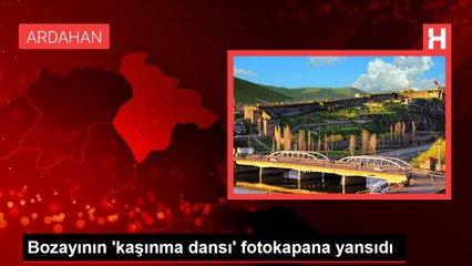 Bozayının 'kaşınma dansı' fotokapana yansıdı