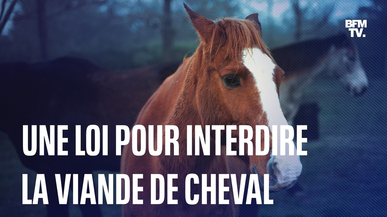 Une proposition de loi soutenue par 28 artistes pour interdire la viande de cheval