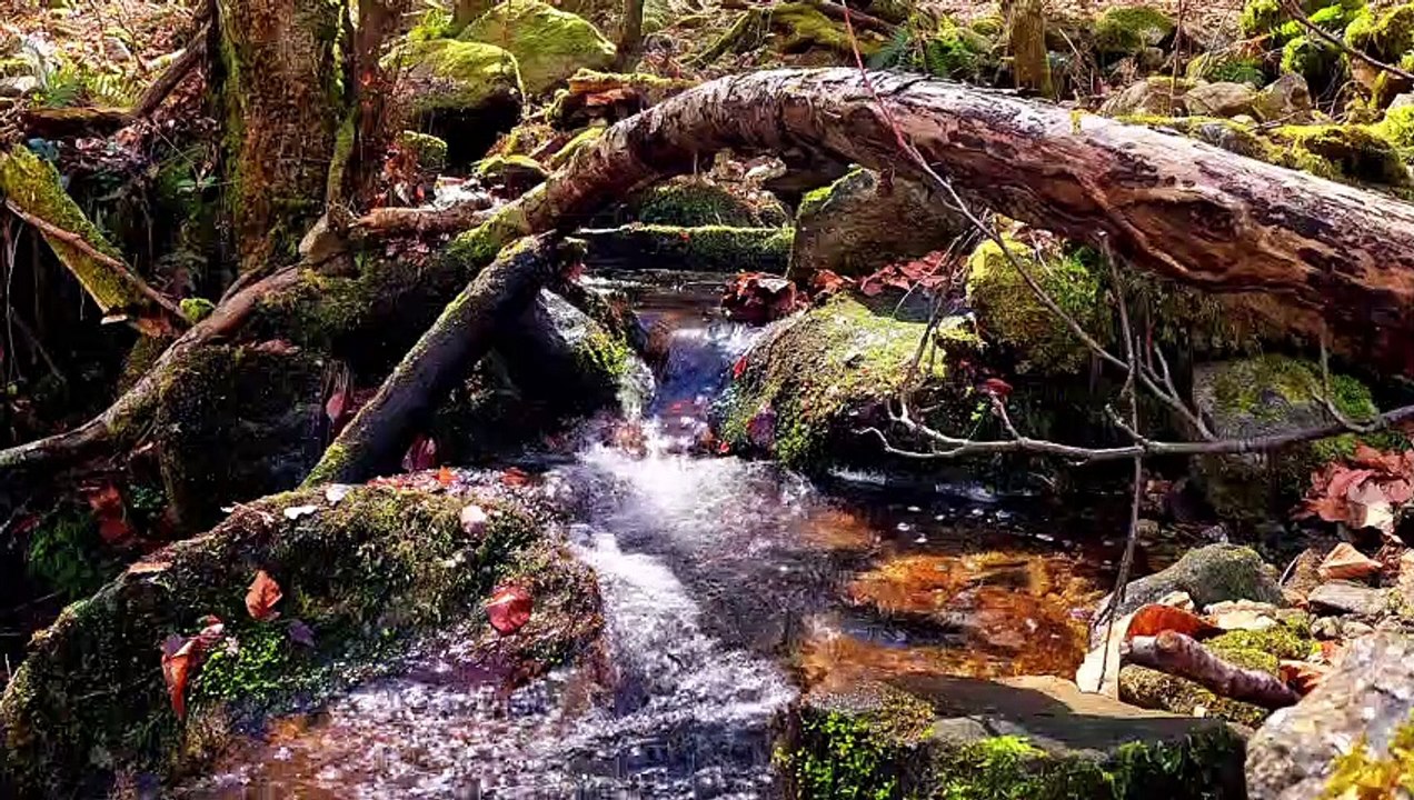 "Bien-être" Eau sous tronc d'arbres - Relaxation détente