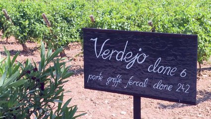 Viticultores franceses cambian de cepa para salvar el vino ante calentamiento global